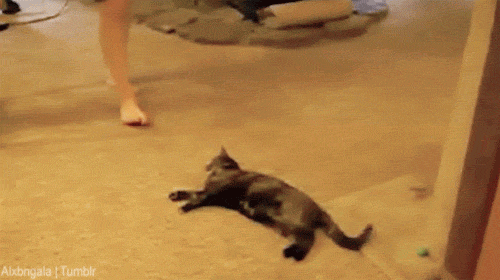 giphy а.gif