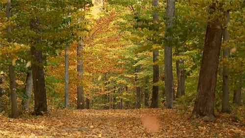 giphy (96).gif