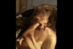 giphy-downsized.gif