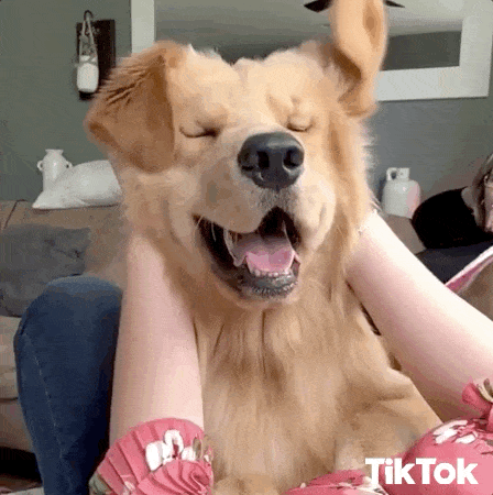 giphy-downsized-large.gif