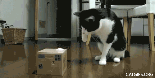 giphy.gif