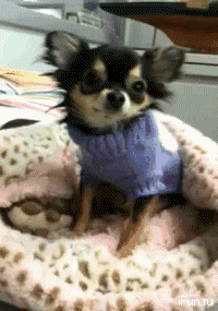 giphyc d.gif