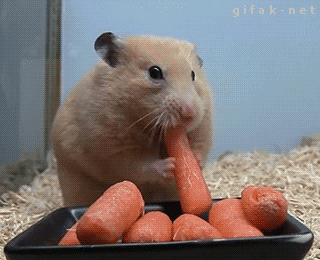 giphyrevce.gif