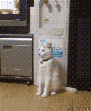 gjeo6ir.gif