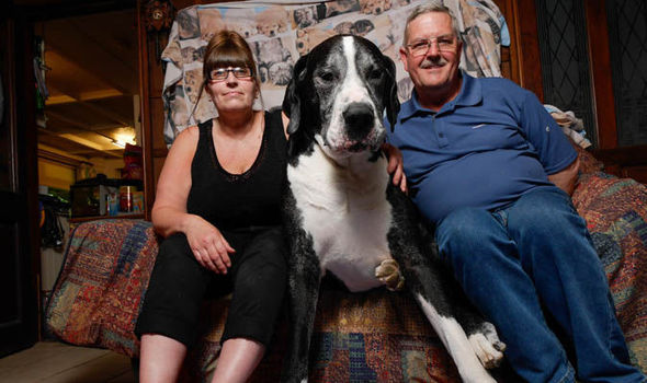 Great-dane-597631.jpg