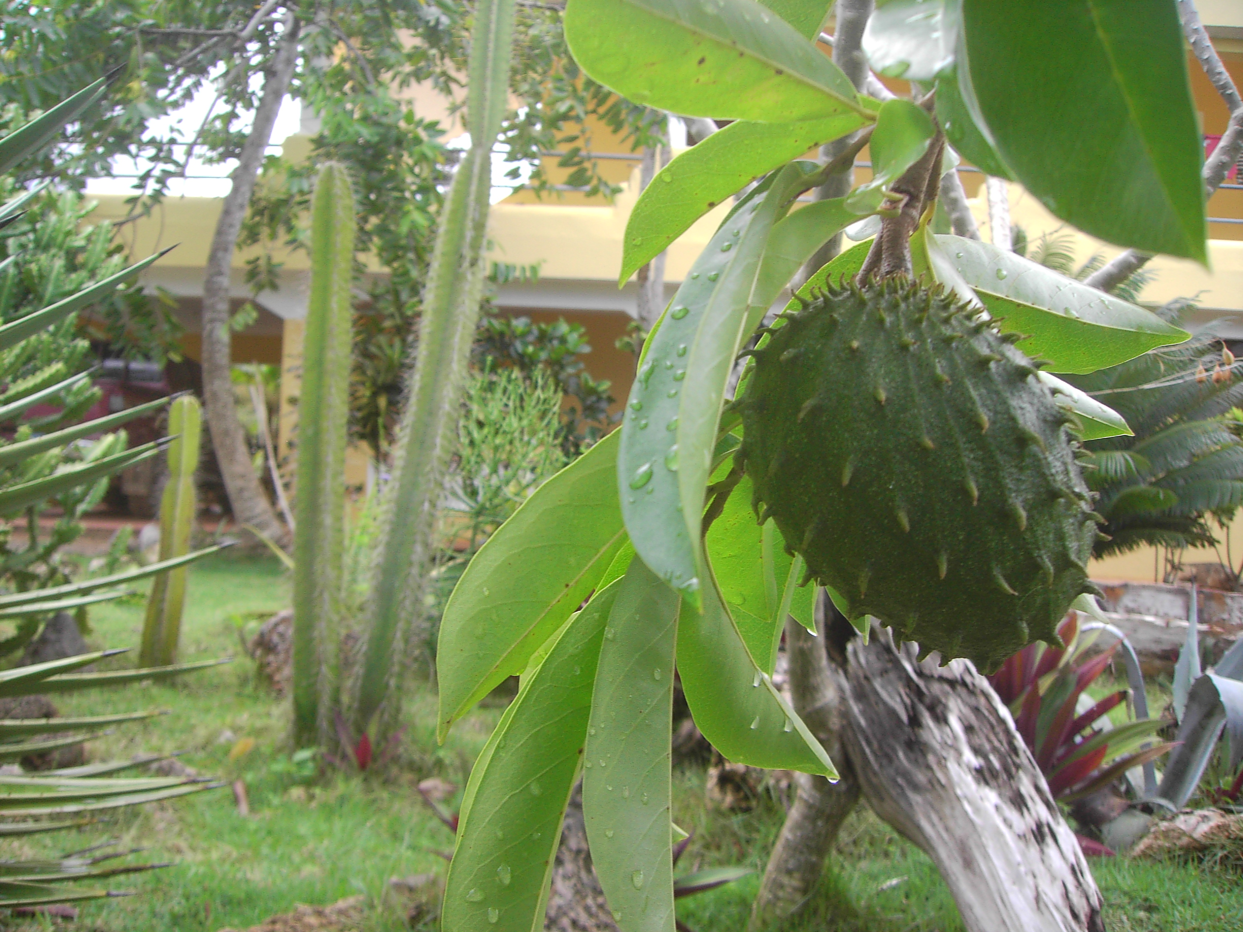 guanabana-soursop-smoothie.jpg