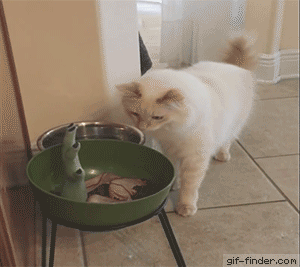 Halloween-Bowl-Scares-Cat.gif