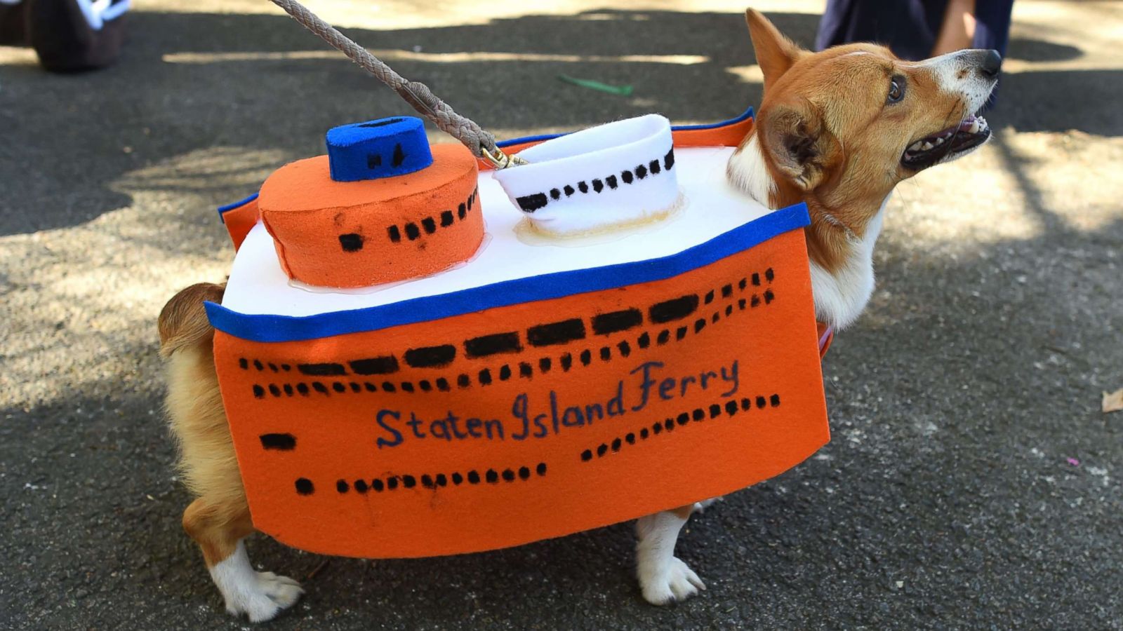 halloween-dog-parade-8-gty-jt-171021_16x9_1600.jpg