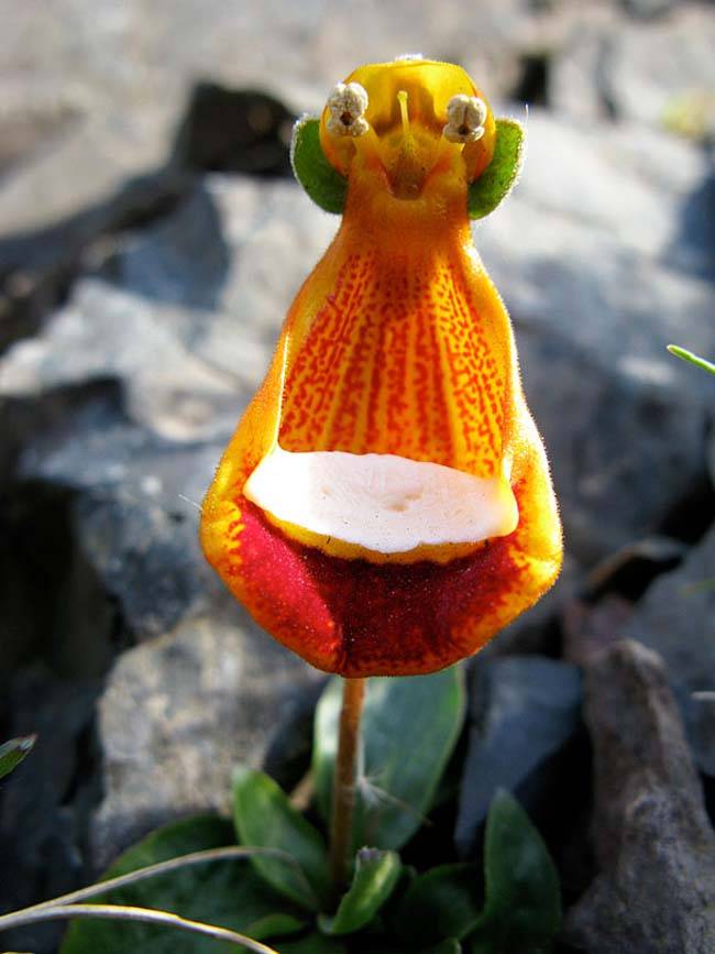 happy-alien-flowersforeveryone.com_.jpg