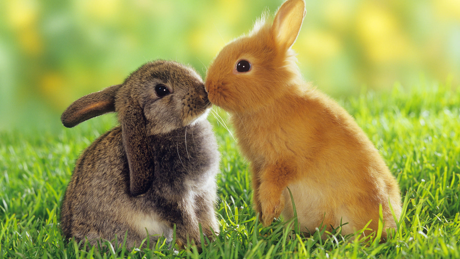 happy-easter-wallpapers.jpg
