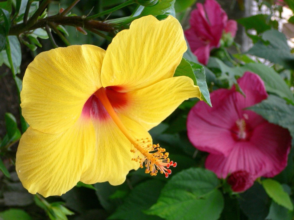 Hibiscus.jpg