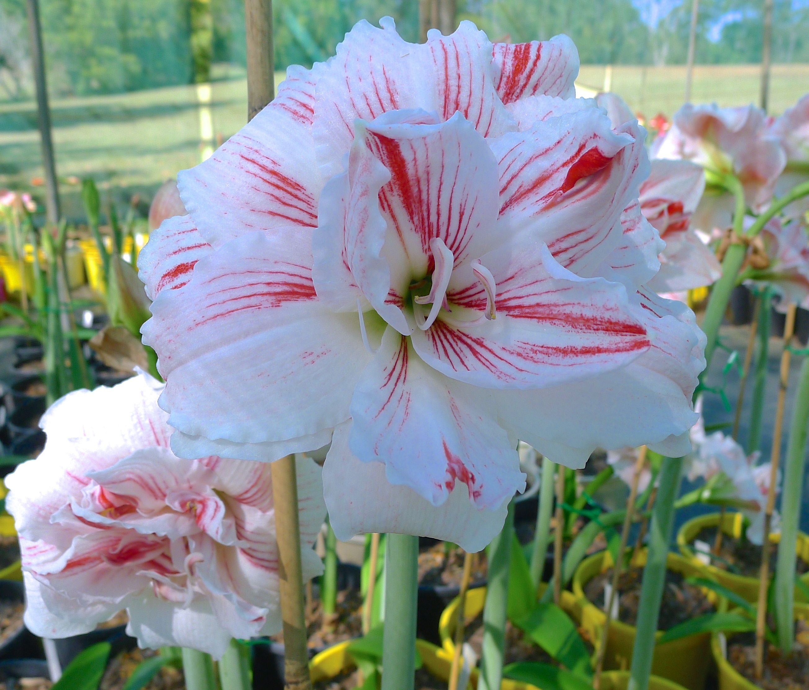 hippeastrum-kathleen.jpg