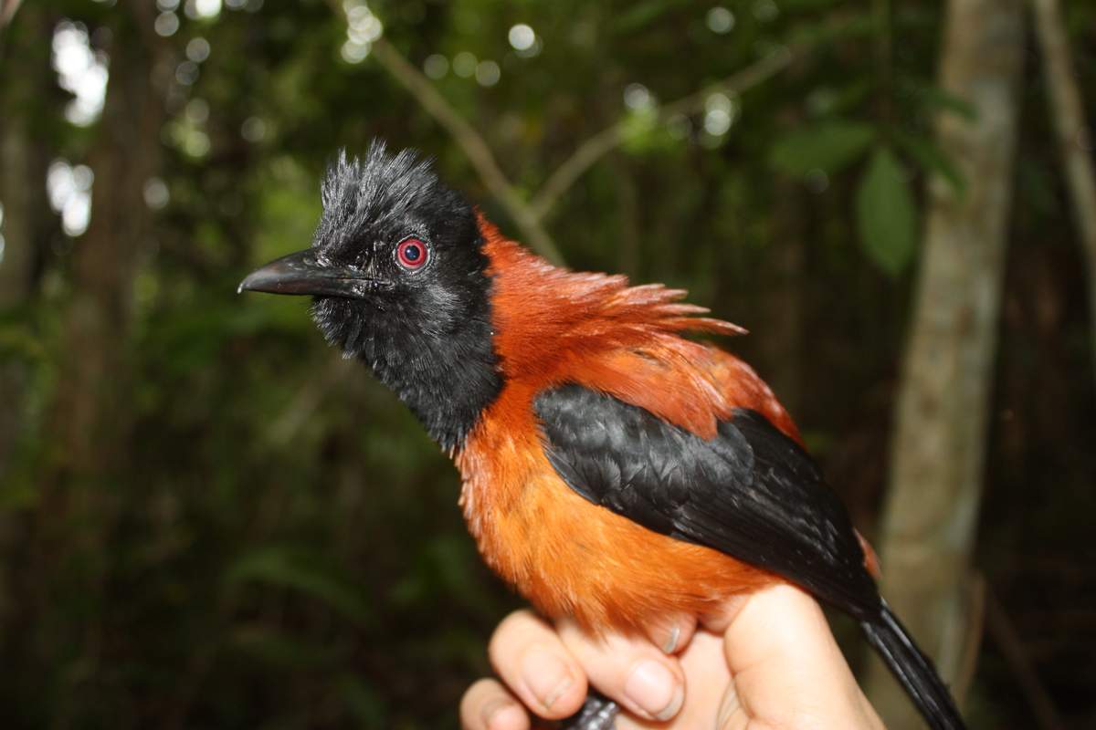 hohoatyj-pitohu-animalerader.ru-001.jpg