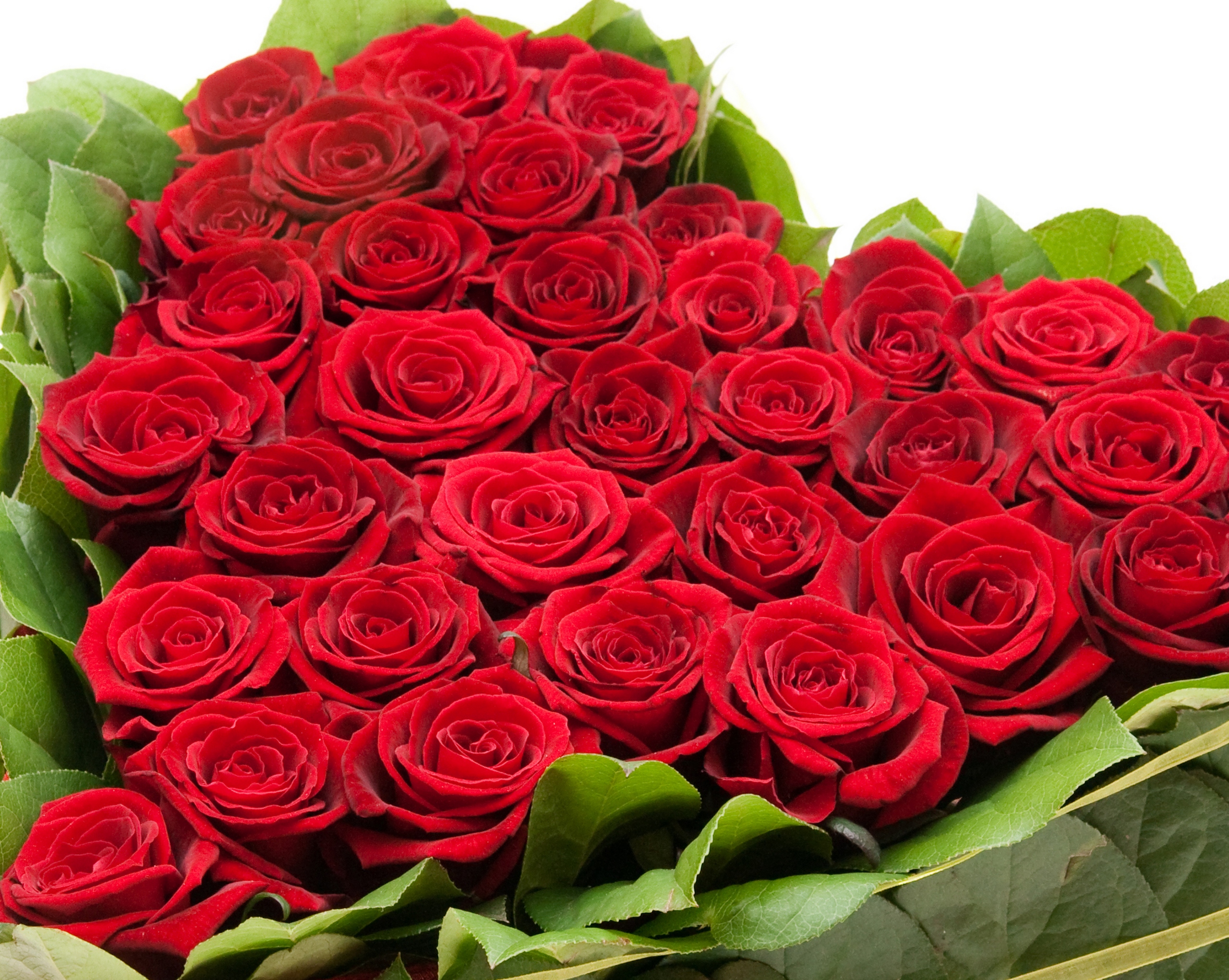 Holidays___International_Womens_Day_Bouquet_of_red_roses_on_March_8_for_girls_058035_.jpg