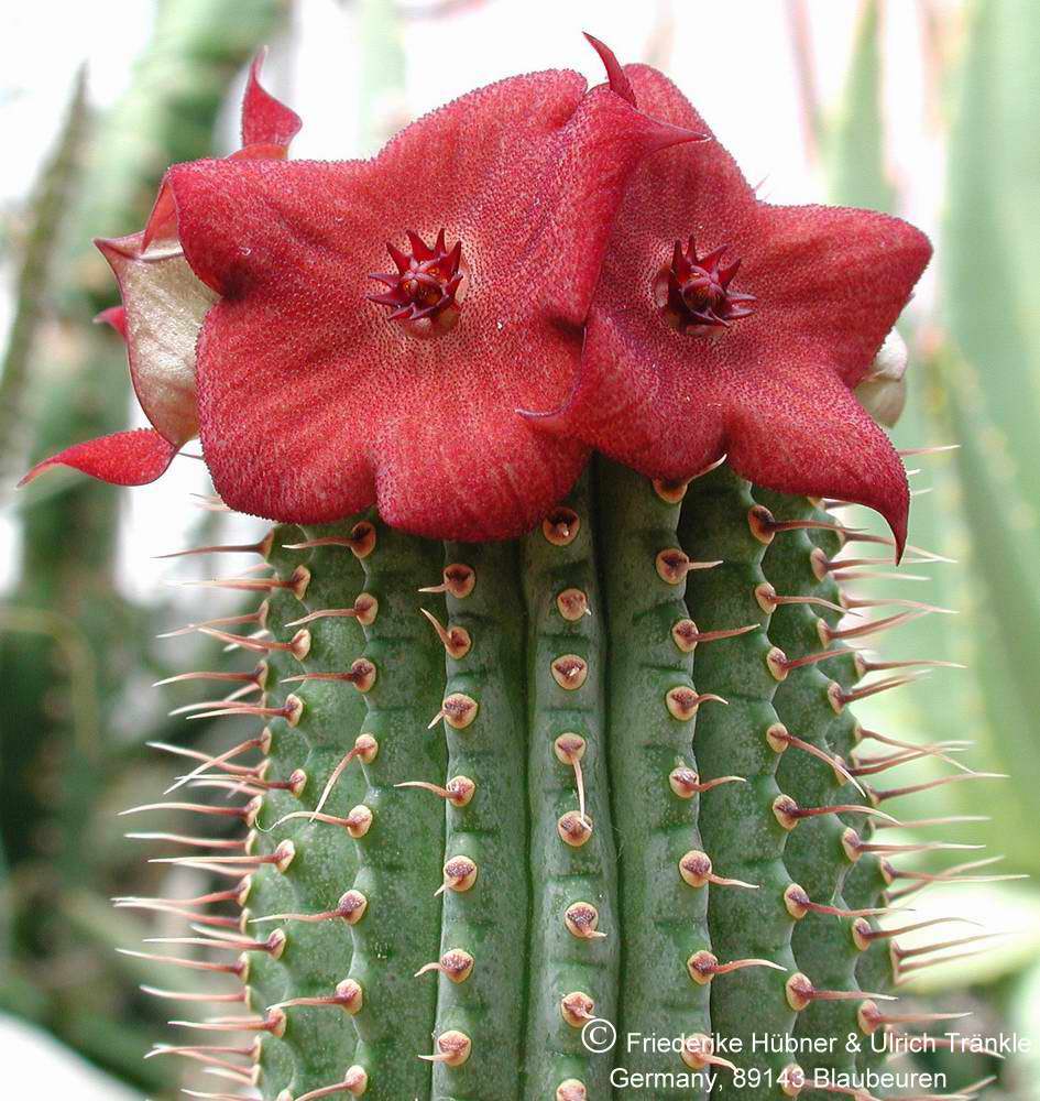 Hoodia flava x cf. ruschii 3.JPG