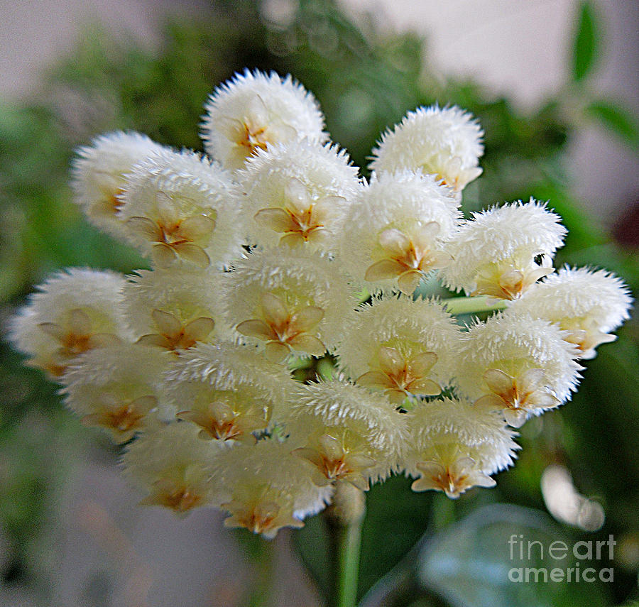 hoya-lacunosa-blooms-renee-trenholm.jpg