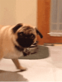 image-1.gif