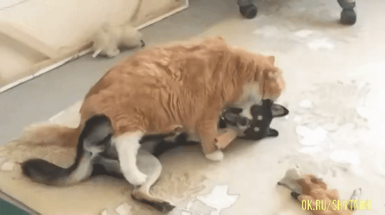 image.gif