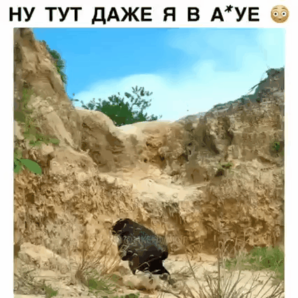 image.gif