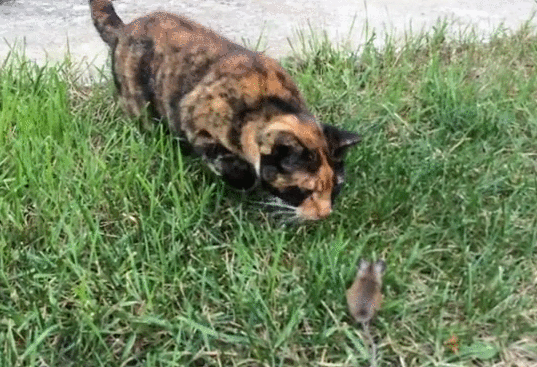 image_860205160910596968229.gif