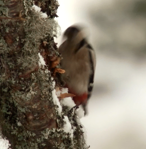 image_861510151545237391011.gif
