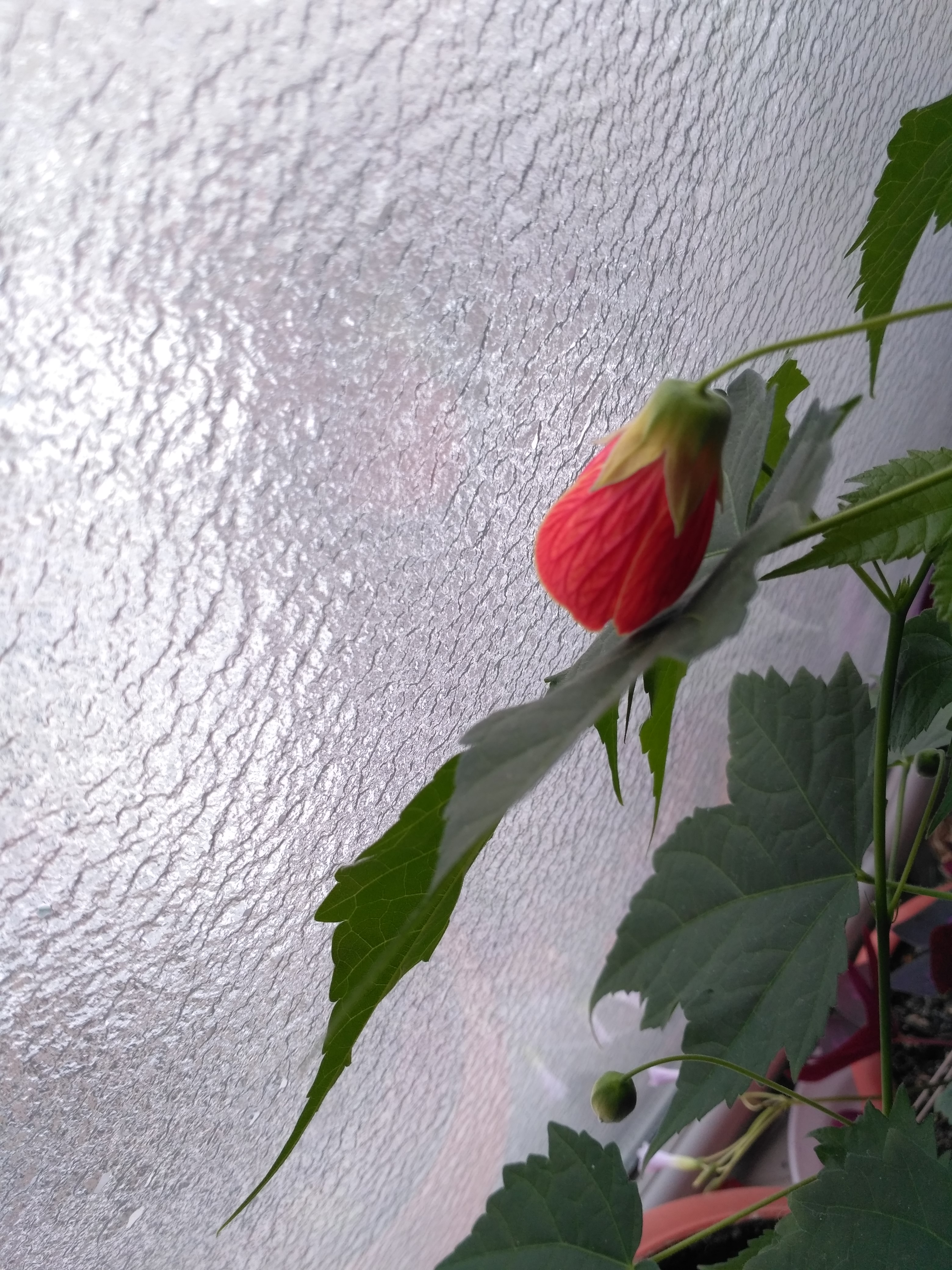 IMG_20180318_102941.jpg