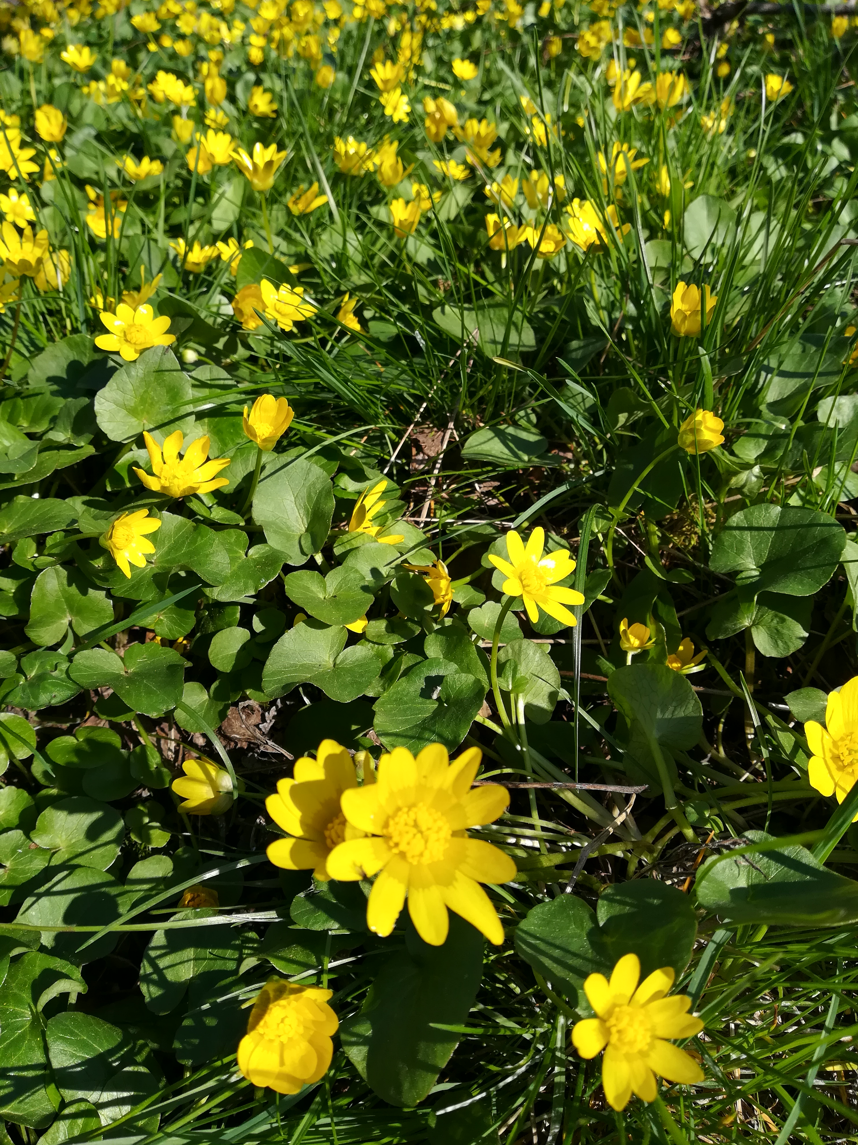 IMG_20190407_092133.jpg
