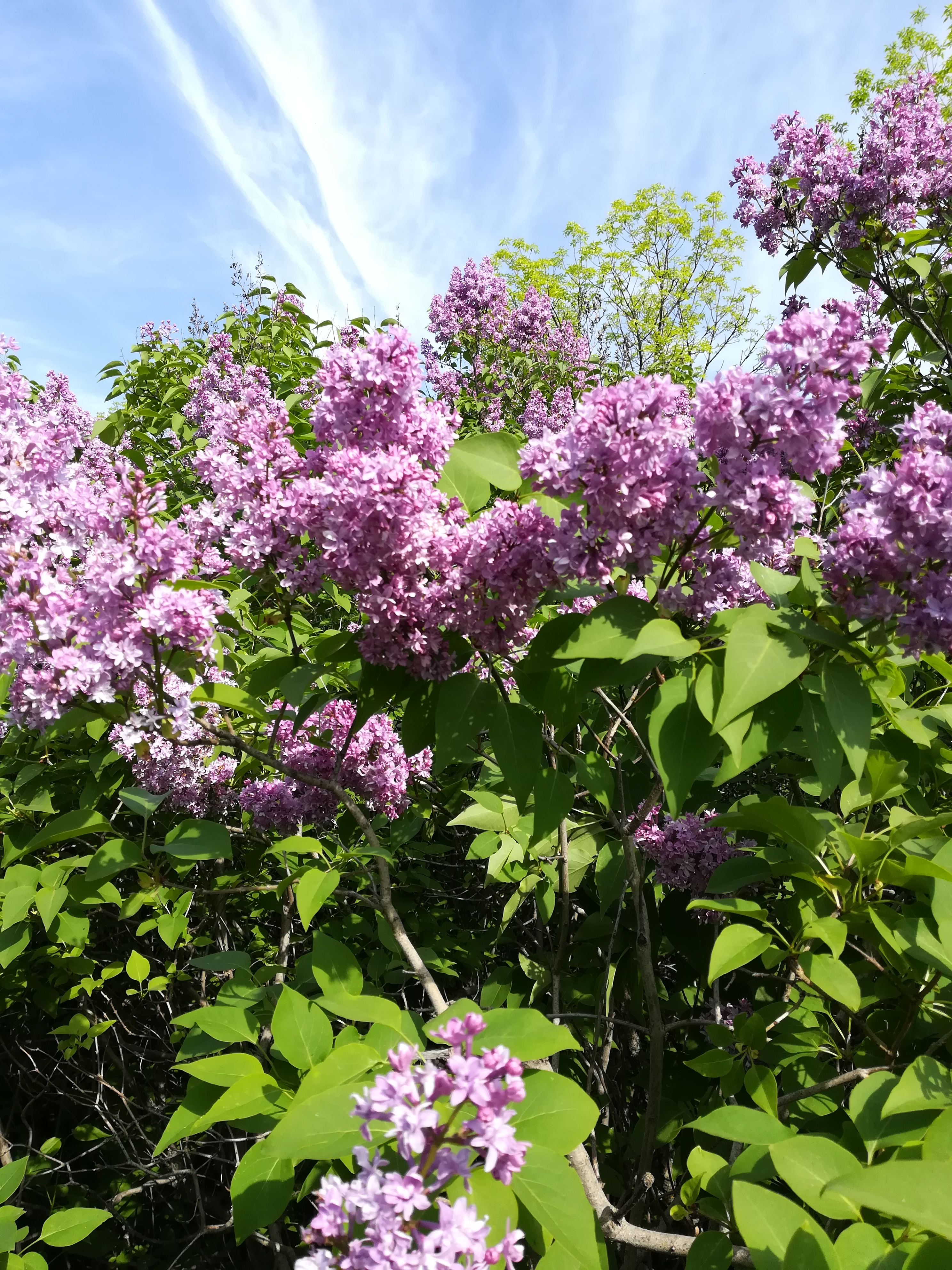 IMG_20190506_090549.jpg