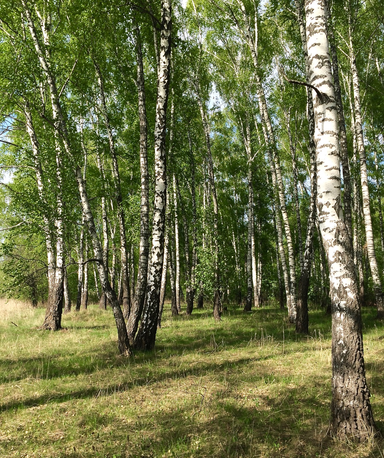 IMG_4498.jpg
