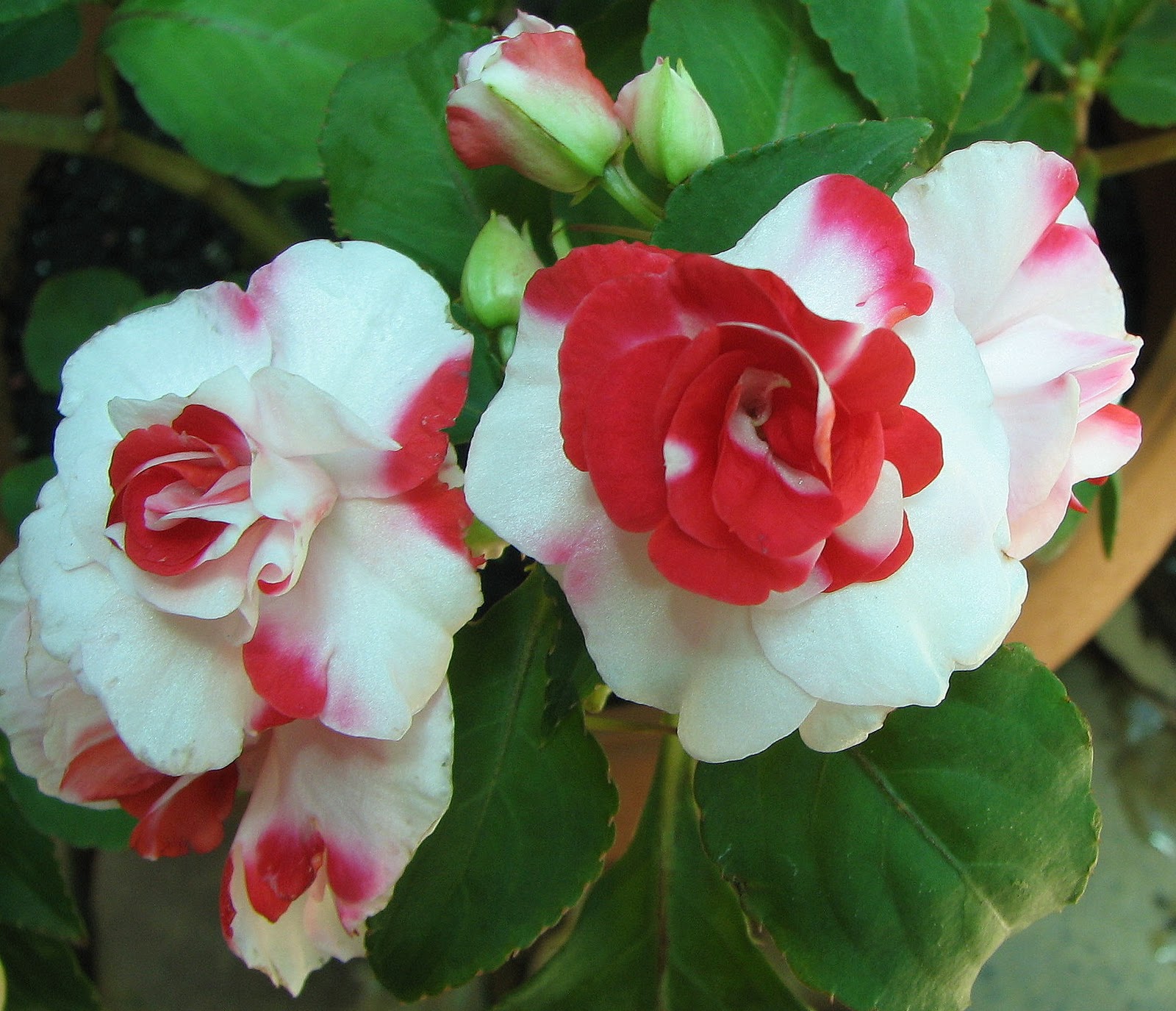 Impatiens walleriana hybrid 2.JPG