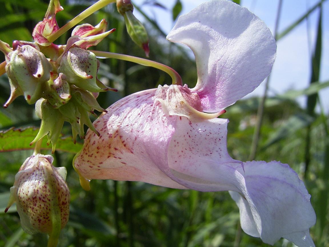ImpatiensGlandulifera-flower-sm.jpg