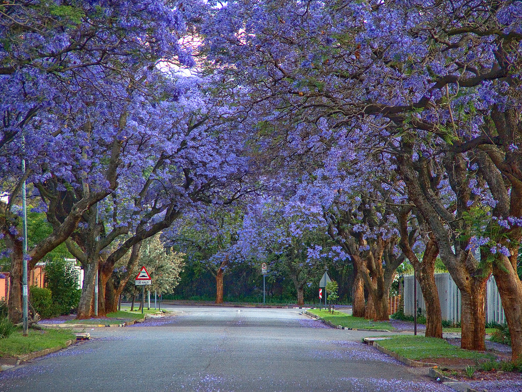 Jacarandas-Johannesburg-02.jpg