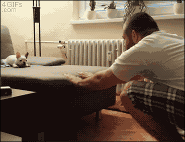 jivotnye-pechali-ischeznut-2.gif
