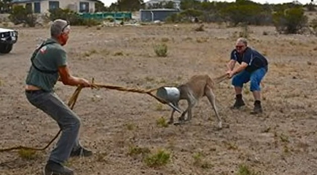 kangaroo-watering-can3.jpg