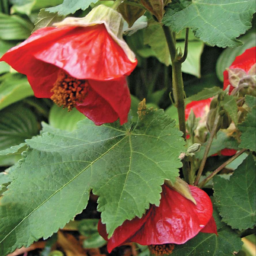 kimnatniy_klen_abutilon__175x133-25z84_.jpg