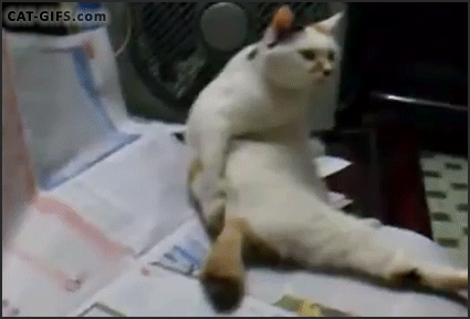 kotye2221915_yapfiles.ru.gif