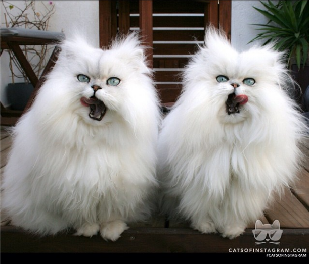 kucing parsi.PNG