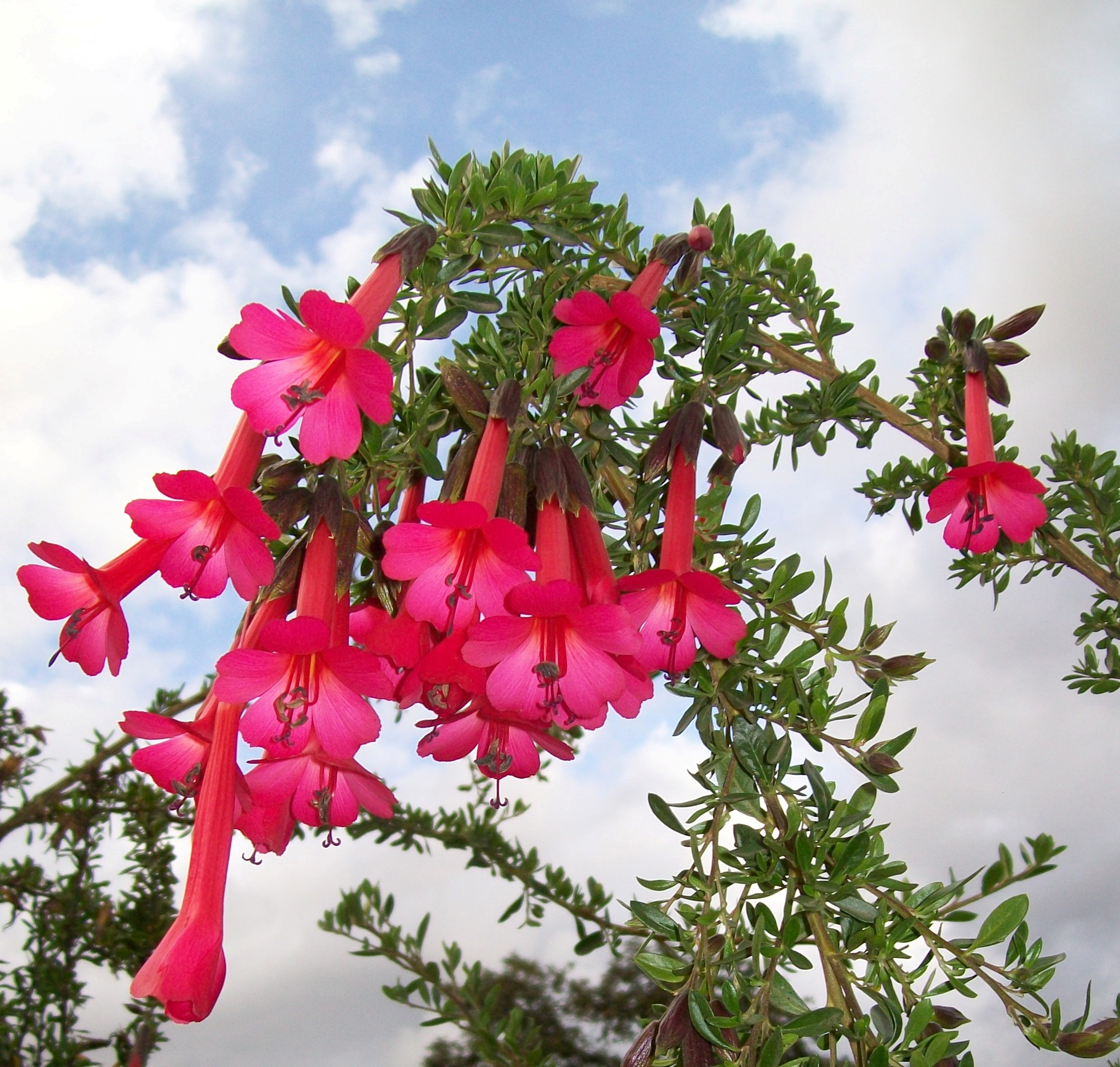 La_Flor_Cantuta.jpg