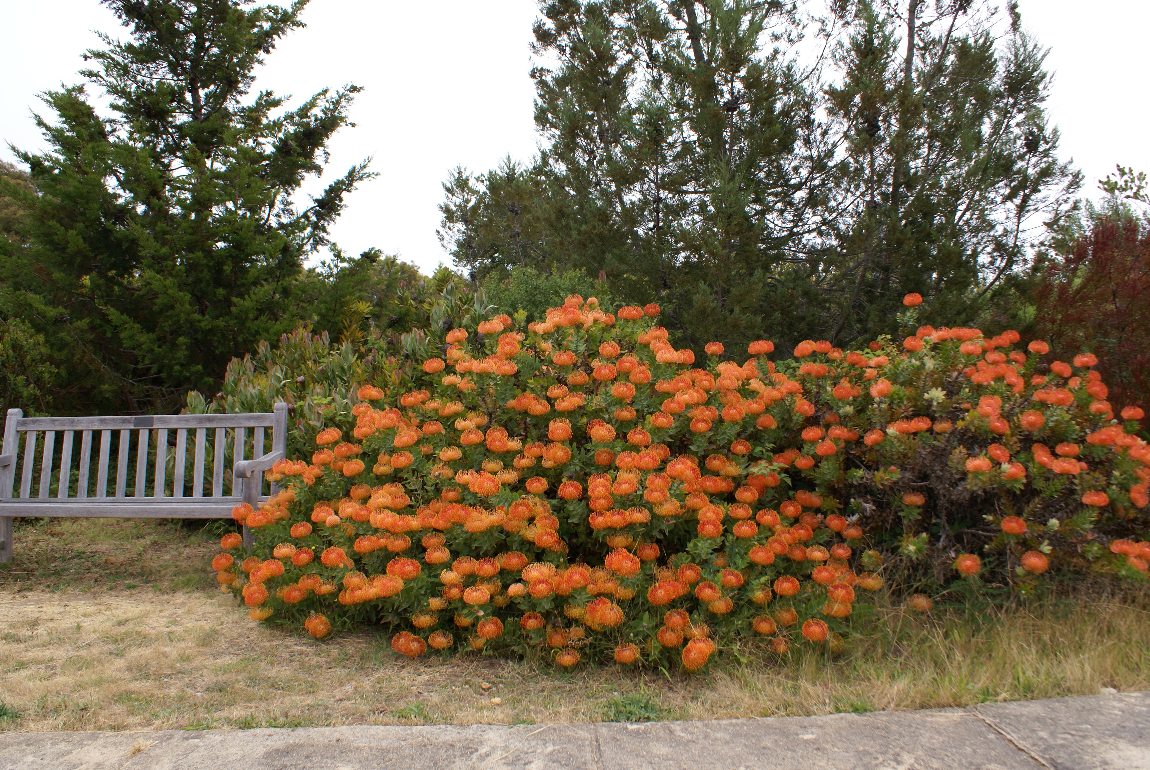leucospermum7001.jpg
