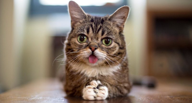 lil-bub-pixanews-25-800x431.jpg