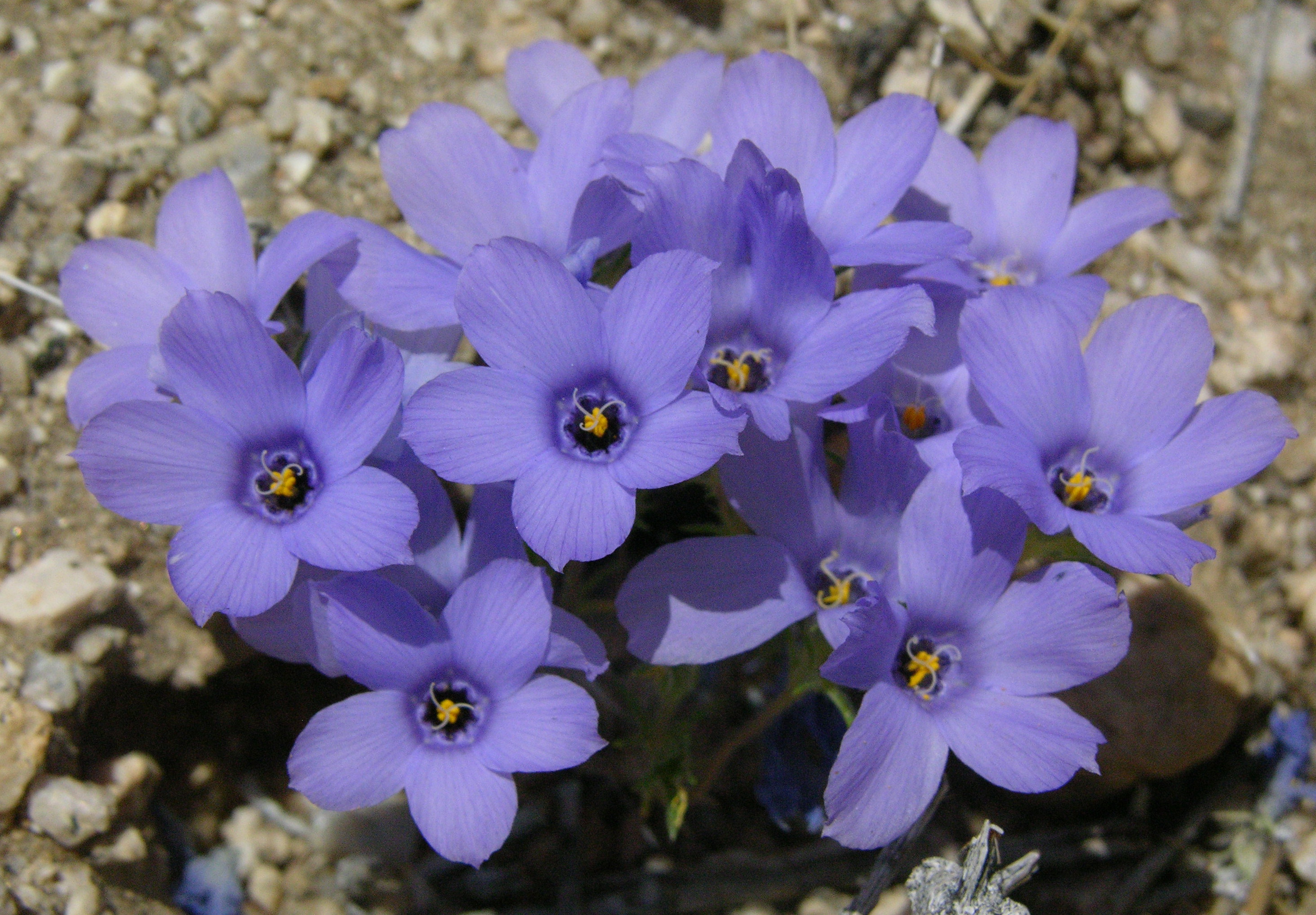 linanthus_parryae_3_2.jpg