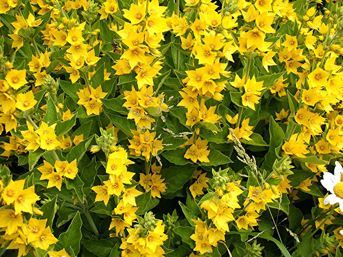 Loosestrife, Dotted (Lysimachia punctata) M69 Roundabout Sapcote SP 4632 9379 (taken 15.6.2006)..JPG