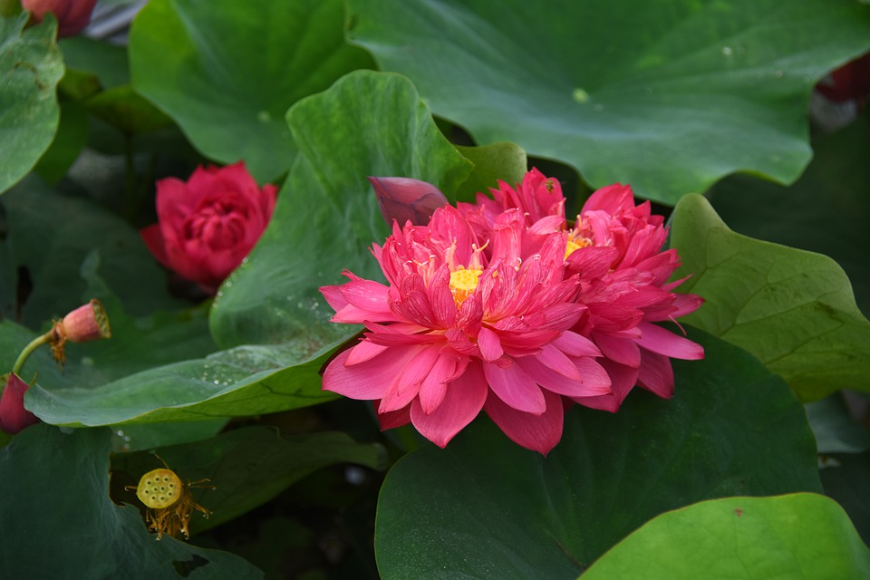 lotus-flowers-4281253_960_720.jpg