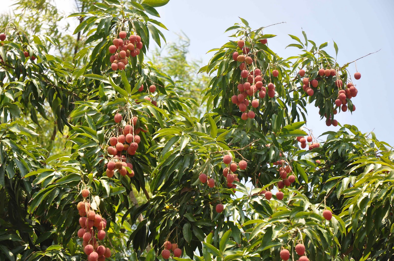 Lychee.jpg