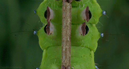 m.gif