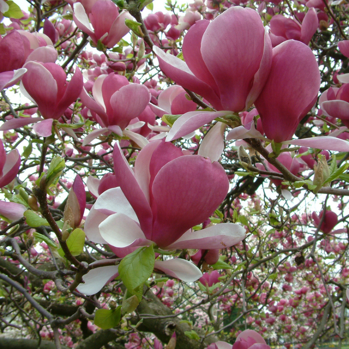 magnolia.jpg