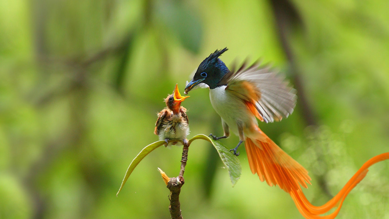 maleflycatcher_1366x768.jpg