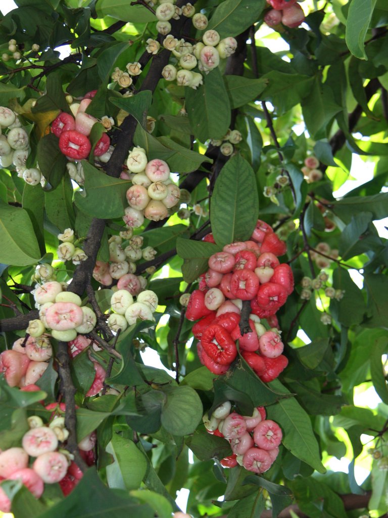 mavrikii-frukty-17492.jpg