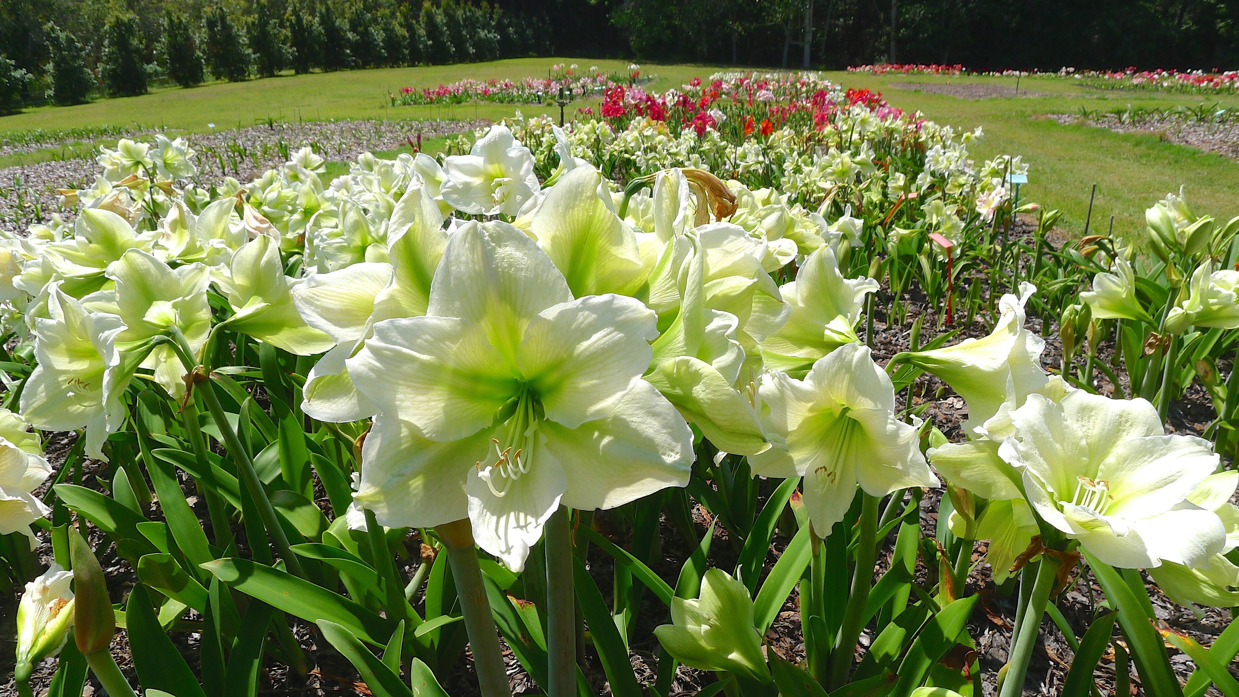 mick-maguires-hippeastrum-farm-woombye-15.jpg