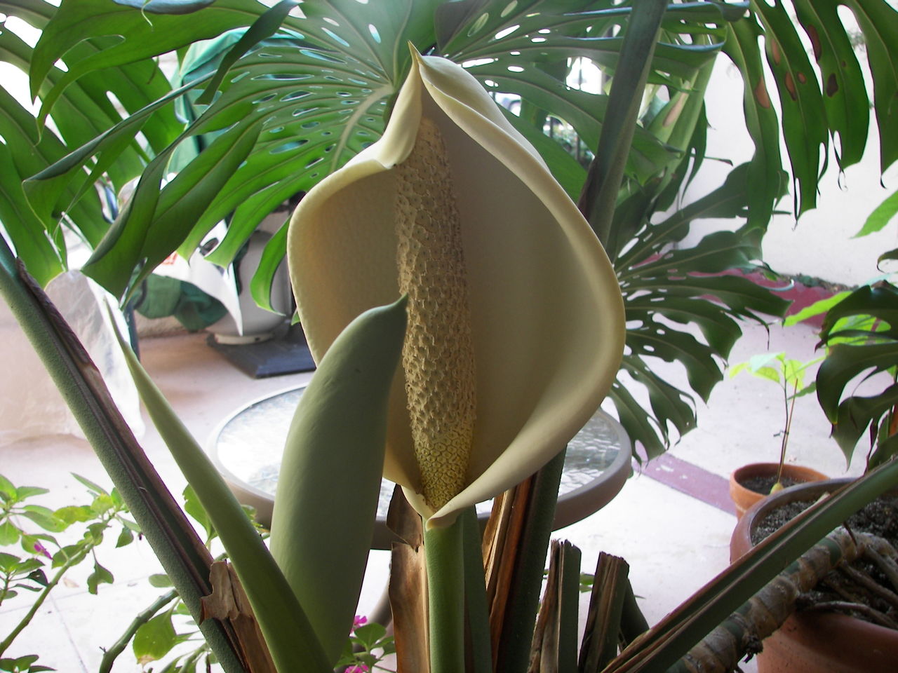 Monstera_deliciosa_flower.jpg